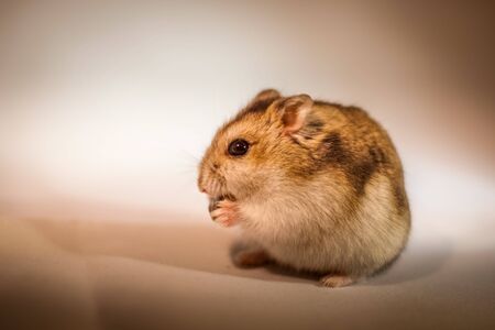 Cute Djungarian hamster image (sprue sapphire)の写真素材