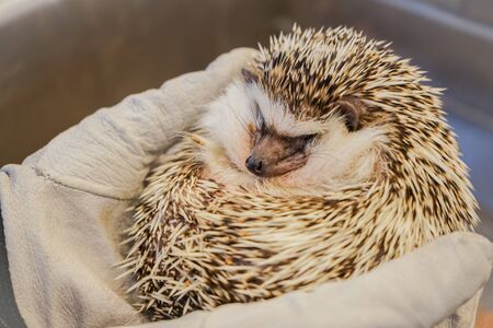 Cute image of hedgehog (Four-toed hedgehog)の写真素材