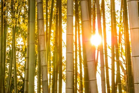 Bamboo forest of the image that was illuminated by the setting sun