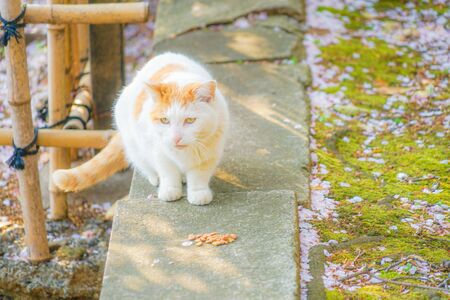 Image of Japanese Bob tail (tiger pattern)の写真素材