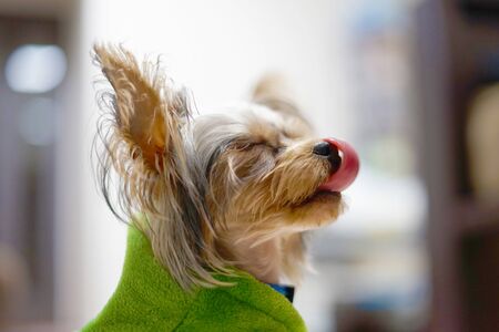 Cute Yorkshire terrier (companion animals)