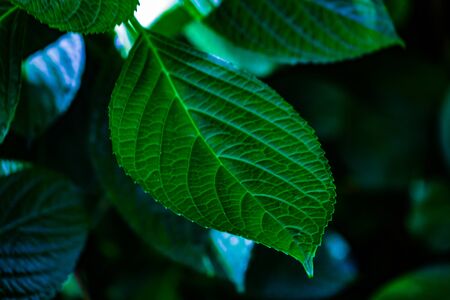 Green leaves of (hardwood) image