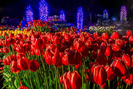 Colorful tulips and the night sky