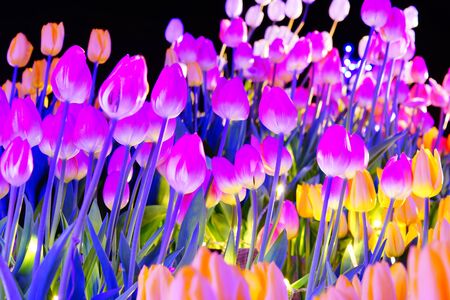 Colorful tulips and the night skyの写真素材
