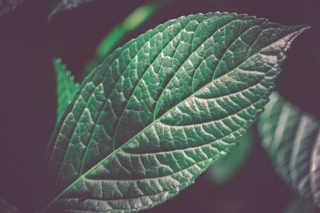 Green leaves of (hardwood) imageの写真素材