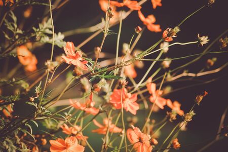 Cosmos, which is illuminated in the fall of sunsetの写真素材
