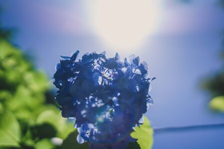 Blue hydrangea and fresh greenの写真素材