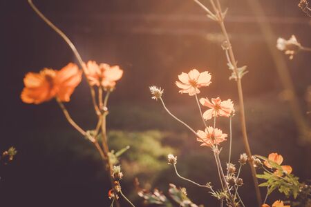 Cosmos, which is illuminated in the fall of sunset