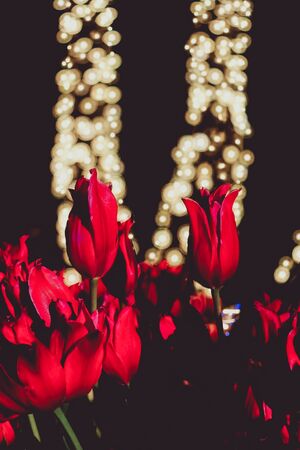 Red tulip and the light of the spotlightの写真素材