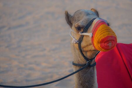 Of the Arabian desert camel (United Arab Emirates)の写真素材