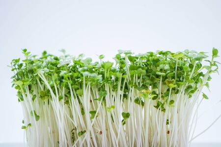 Image of fresh broccoli sproutsの写真素材