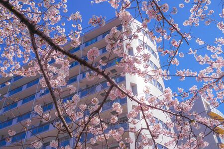 Sakura and the rooftops of full bloom of light hemp garment Riverの素材 [FY310149297001]