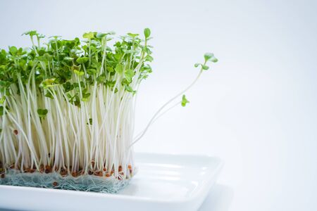 Image of fresh broccoli sproutsの写真素材