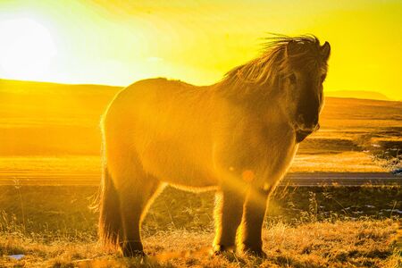 Iceland hose standing in grassland of sunriseの写真素材