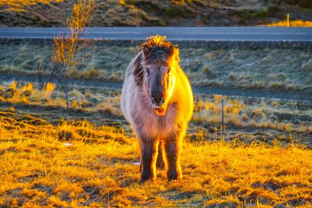 Iceland hose standing in grassland of sunriseの写真素材