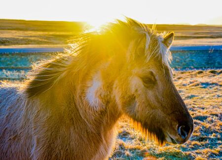 Iceland hose standing in grassland of sunriseの写真素材
