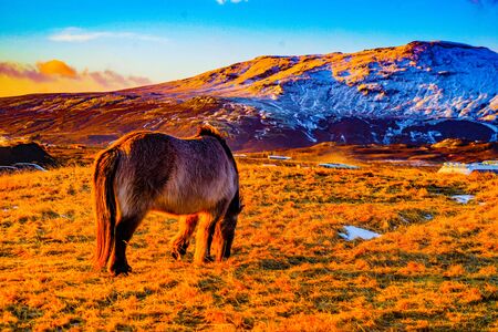 Iceland hose standing in grassland of sunrise