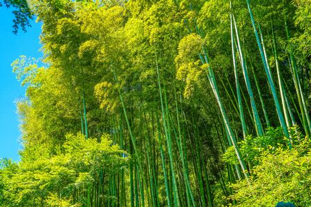 Fresh green and blue skyの写真素材