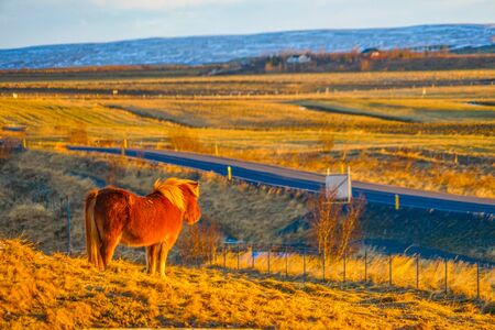 Iceland hose standing in grassland of sunriseの写真素材