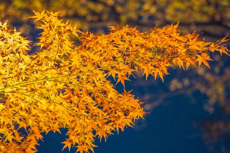 Autumn leaves image of a Japanese gardenの写真素材