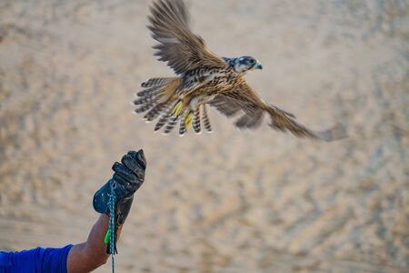 Hawk of the image of the Arabian desert