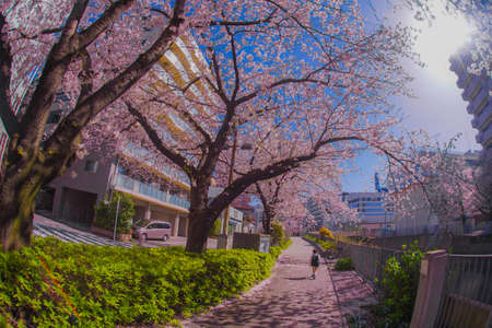 Sakura and the rooftops of full bloom of light hemp garment Riverのeditorial素材