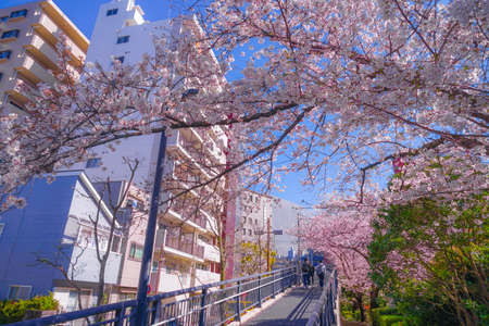 Sakura and the rooftops of full bloom of light hemp garment Riverのeditorial素材