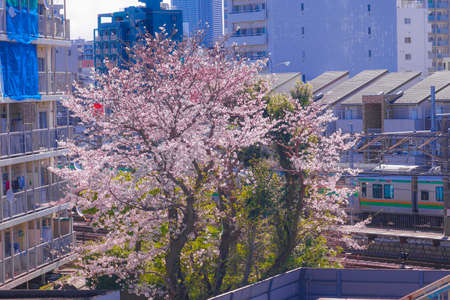 Sakura and the rooftops of full bloom of light hemp garment Riverのeditorial素材