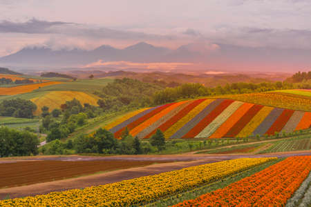 Outlook flower garden of Shikisai Hill (Hokkaido Biei-cho)の写真素材