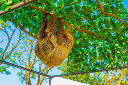 Image of sloth hangingの写真素材