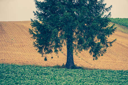 Christmas tree tree and sunset (Hokkaido Biei-cho)の写真素材