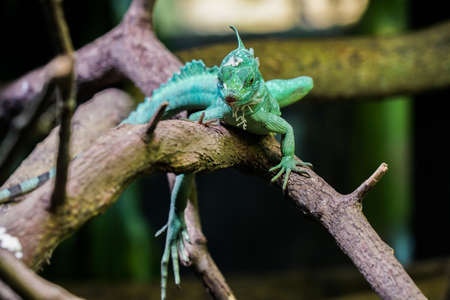 Green lizard that remain in the branchの写真素材