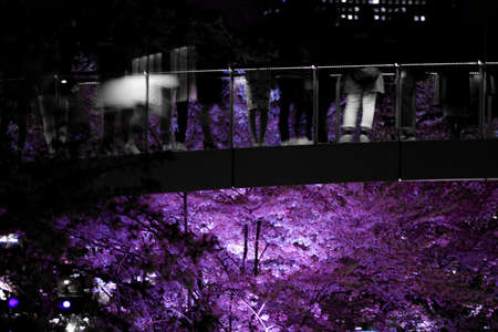 People in silhouette to see the sights and going to see cherry blossoms at nightの写真素材