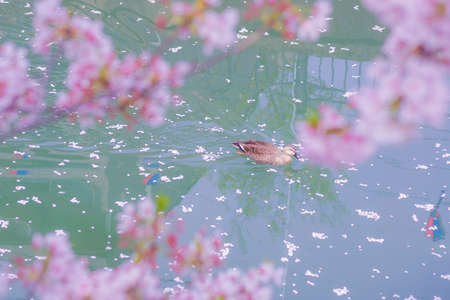 Duck to swim the river cherry blossoms fillの写真素材