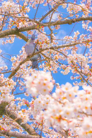 Sakura of pigeons and full bloomの写真素材
