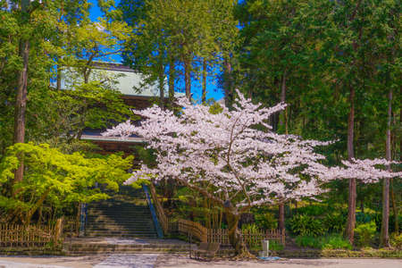 Engakuji of the full bloom of the cherry tree (Kamakura, Kanagawa Prefecture)のeditorial素材