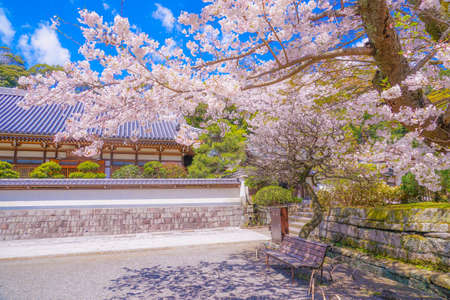 Engakuji of the full bloom of the cherry tree (Kamakura, Kanagawa Prefecture)のeditorial素材