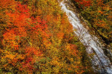 Autumn leaves and waterfall of rhododendron (Gunma Prefecture forty thousand)