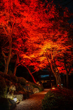 Autumn colors light up the Japanese garden. Shooting Location: Tokyo metropolitan areaの写真素材