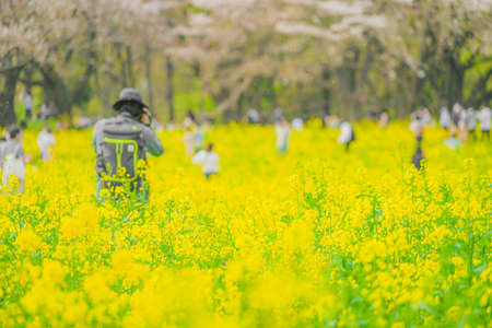 People gathering in the flower garden of rapeの写真素材
