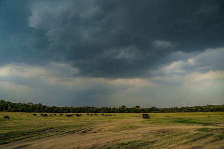 Minneria National Park Safari Tour. Shooting Location: Sri Lanka