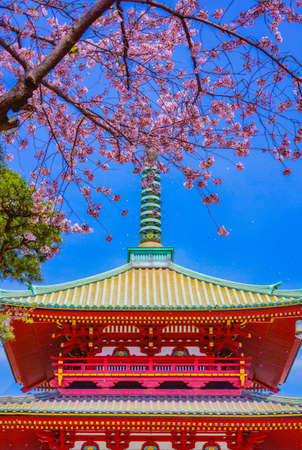 Spring cherry blossoms and filial mountain mountain (Yokohama City). Shooting Location: Yokohama-city kanagawa prefectureのeditorial素材