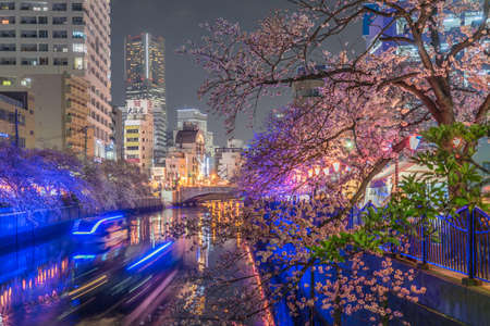 Ookigawa Promenade Night Sakura Image. Shooting Location: Yokohama-city kanagawa prefectureのeditorial素材