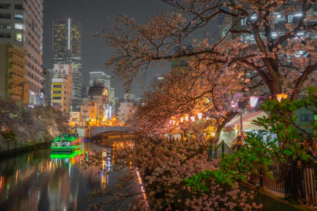 Ookigawa Promenade Night Sakura Image. Shooting Location: Yokohama-city kanagawa prefectureのeditorial素材