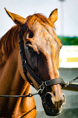 Brown and cool horses. Shooting Location: Hokkaidoの写真素材