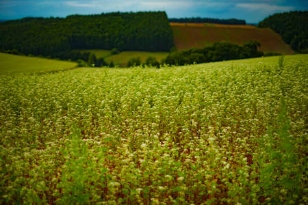 Sunset view with meadow in Hokkaido. Shooting Location: Hokkaido Biei-cho