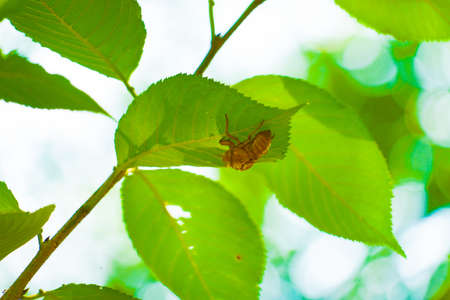 Semi shell with a leaf. Shooting Location: Tokyo metropolitan areaの写真素材