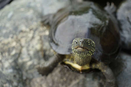 Many turtle of rocky place. Shooting Location: Kamakura City, Kanagawa Prefecture