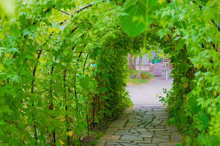 Image of plants tunnel. Shooting Location: Hokkaido Furano