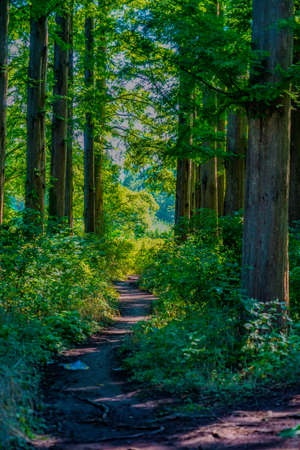 New green of Mizumoto Park. Shooting Location: Katsushika-ku, Tokyoの写真素材